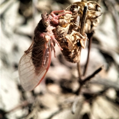 Cicadidae (family) at Karabar, NSW - Today by Zoed