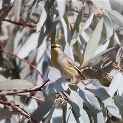 Pardalotus striatus at Flinders Ranges, SA - 25 Sep 2025 by AlisonMilton