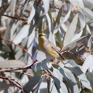 Pardalotus striatus at Flinders Ranges, SA - 25 Sep 2025 by AlisonMilton