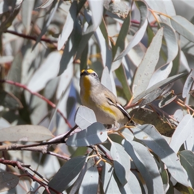 Pardalotus striatus at Flinders Ranges, SA - 25 Sep 2025 by AlisonMilton