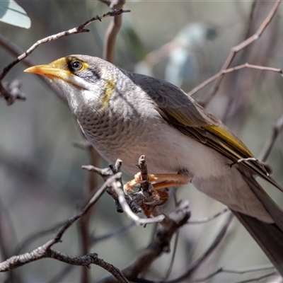 Manorina melanocephala at Flinders Ranges, SA - 25 Sep 2025 by AlisonMilton