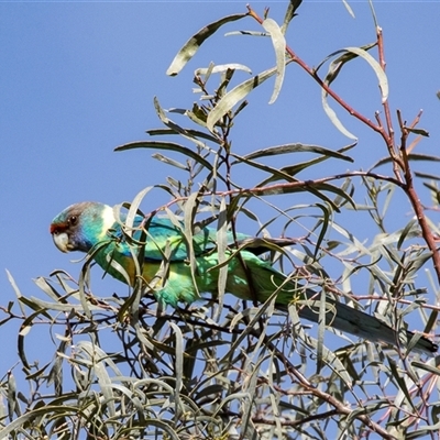 Lathamus discolor at Flinders Ranges, SA - 25 Sep 2025 by AlisonMilton