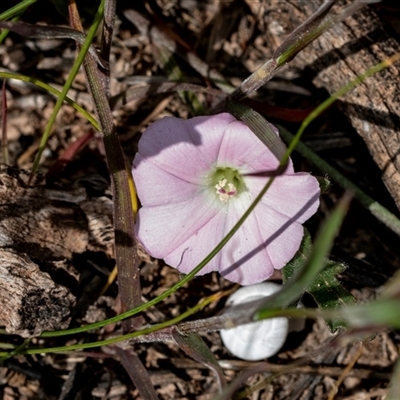 Convolvulus angustissimus at Flinders Ranges, SA - 25 Sep 2025 by AlisonMilton