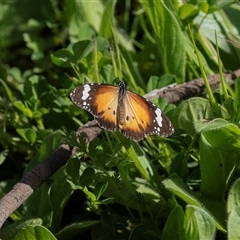 Danaus petilia (Lesser wanderer) at Flinders Ranges, SA - 25 Sep 2025 by AlisonMilton