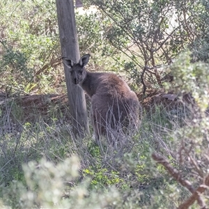 Macropus giganteus at Flinders Ranges, SA - 25 Sep 2025 by AlisonMilton
