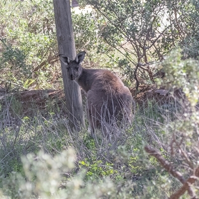 Macropus giganteus at Flinders Ranges, SA - 25 Sep 2025 by AlisonMilton