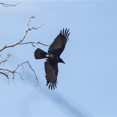 Corvus coronoides at Flinders Ranges, SA - 25 Sep 2025 by AlisonMilton