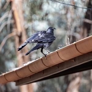 Corvus coronoides at Flinders Ranges, SA - 25 Sep 2025 by AlisonMilton