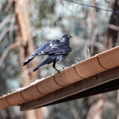 Corvus coronoides at Flinders Ranges, SA - 25 Sep 2025 by AlisonMilton