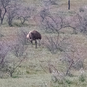 Dromaius novaehollandiae at Flinders Ranges, SA - 25 Sep 2025 by AlisonMilton