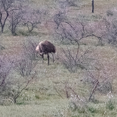 Dromaius novaehollandiae (Emu) at Flinders Ranges, SA - 25 Sep 2025 by AlisonMilton