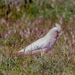 Cacatua sanguinea (Little Corella) at Flinders Ranges, SA - 25 Sep 2025 by AlisonMilton