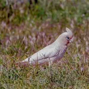 Cacatua sanguinea at Flinders Ranges, SA - 25 Sep 2025 by AlisonMilton