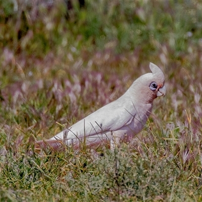 Cacatua sanguinea (Little Corella) at Flinders Ranges, SA - 25 Sep 2025 by AlisonMilton