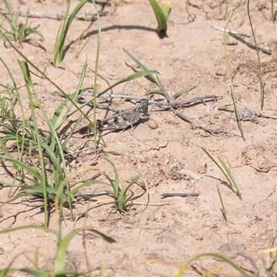 Chortoicetes terminifera (Australian Plague Locust) at Flinders Ranges, SA - 25 Sep 2025 by AlisonMilton