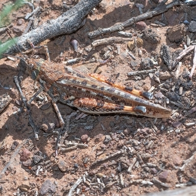 Urnisa sp. (genus) (A short horned grasshopper) at Flinders Ranges, SA - 25 Sep 2025 by AlisonMilton