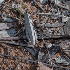 Goniaea sp. (genus) (A gumleaf grasshopper) at Flinders Ranges, SA - 25 Sep 2025 by AlisonMilton