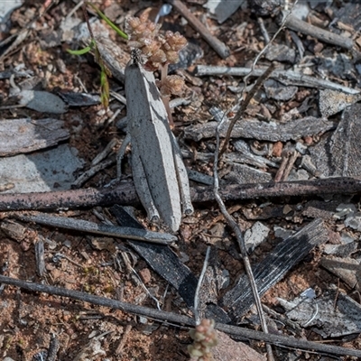 Goniaea sp. (genus) (A gumleaf grasshopper) at Flinders Ranges, SA - 25 Sep 2025 by AlisonMilton