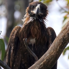 Aquila audax (Wedge-tailed Eagle) at Yarrow, NSW - 6 Nov 2025 by jb2602