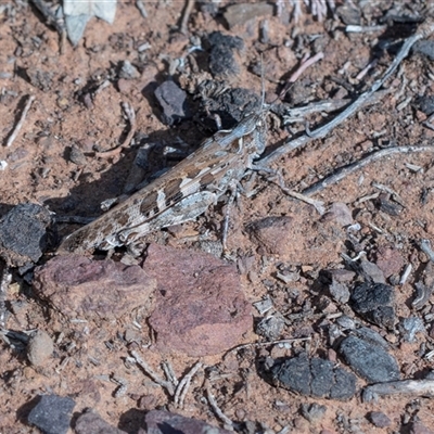 Chortoicetes terminifera (Australian Plague Locust) at Flinders Ranges, SA - 25 Sep 2025 by AlisonMilton