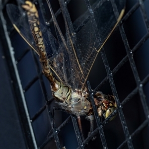 Anax papuensis (Australian Emperor) at Flinders Ranges, SA - 25 Sep 2025 by AlisonMilton