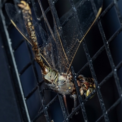 Anax papuensis (Australian Emperor) at Flinders Ranges, SA - 25 Sep 2025 by AlisonMilton