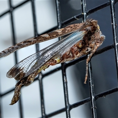 Chortoicetes terminifera (Australian Plague Locust) at Flinders Ranges, SA - 25 Sep 2025 by AlisonMilton