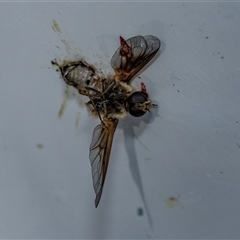 Bombyliidae (family) (Unidentified Bee fly) at Flinders Ranges, SA - 25 Sep 2025 by AlisonMilton