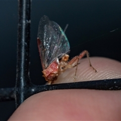 Unverified Wasp (Hymenoptera, Apocrita) at Flinders Ranges, SA - 25 Sep 2025 by AlisonMilton