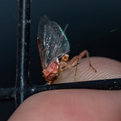 Unverified Wasp (Hymenoptera, Apocrita) at Flinders Ranges, SA - 25 Sep 2025 by AlisonMilton