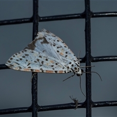 Utetheisa (genus) (A tiger moth) at Flinders Ranges, SA - 25 Sep 2025 by AlisonMilton