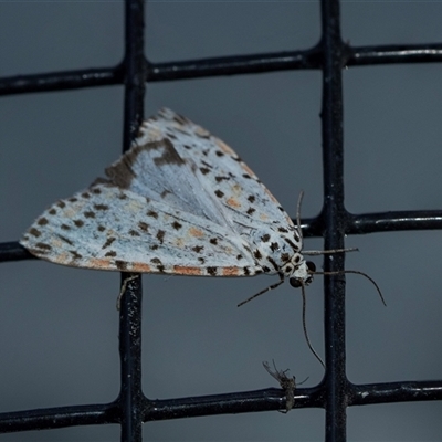 Utetheisa (genus) (A tiger moth) at Flinders Ranges, SA - 25 Sep 2025 by AlisonMilton