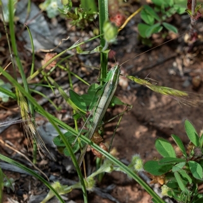 Tettigoniidae (family) (Unidentified katydid) at Flinders Ranges, SA - 25 Sep 2025 by AlisonMilton