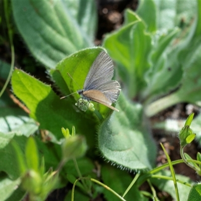 Zizina otis at Flinders Ranges, SA - 25 Sep 2025 by AlisonMilton