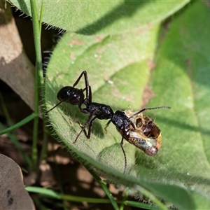 Rhytidoponera sp. (genus) (Rhytidoponera ant) at Flinders Ranges, SA - 25 Sep 2025 by AlisonMilton