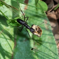 Rhytidoponera sp. (genus) at Flinders Ranges, SA - 25 Sep 2025 09:34 AM