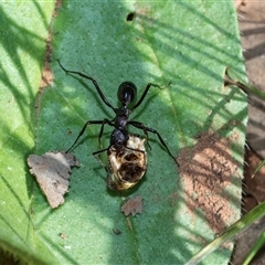 Rhytidoponera sp. (genus) at Flinders Ranges, SA - 25 Sep 2025 09:34 AM