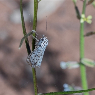 Utetheisa (genus) (A tiger moth) at Flinders Ranges, SA - 25 Sep 2025 by AlisonMilton