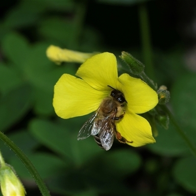Unverified Bee (Hymenoptera, Apiformes) at Flinders Ranges, SA - 25 Sep 2025 by AlisonMilton