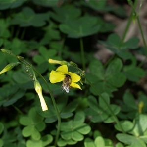 Oxalis pes-caprae at Flinders Ranges, SA - 25 Sep 2025 by AlisonMilton