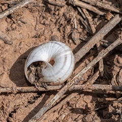 Unverified Snail or Slug (Gastropoda) at Flinders Ranges, SA - 25 Sep 2025 by AlisonMilton