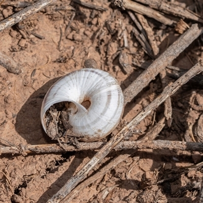 Unverified Snail or Slug (Gastropoda) at Flinders Ranges, SA - 25 Sep 2025 by AlisonMilton