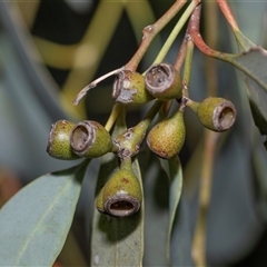 Eucalyptus bridgesiana at Flinders Ranges, SA - 25 Sep 2025 by AlisonMilton