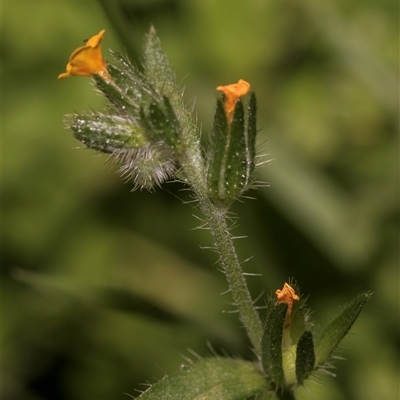 Amsinckia calycina at Flinders Ranges, SA - 25 Sep 2025 by AlisonMilton