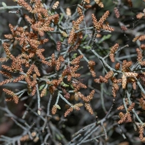 Allocasuarina (genus) at Flinders Ranges, SA - 25 Sep 2025 by AlisonMilton