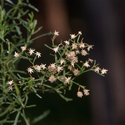 Cassinia (genus) at Flinders Ranges, SA - 25 Sep 2025 by AlisonMilton