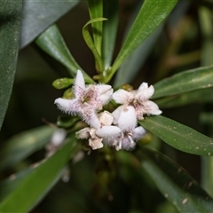 Unverified Other Shrub at Flinders Ranges, SA - 25 Sep 2025 by AlisonMilton