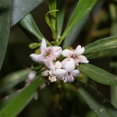 Unverified Other Shrub at Flinders Ranges, SA - 25 Sep 2025 by AlisonMilton