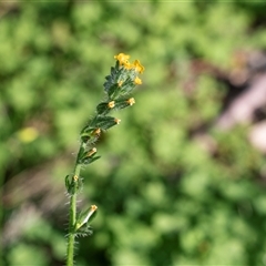Amsinckia calycina at Flinders Ranges, SA - 25 Sep 2025 by AlisonMilton