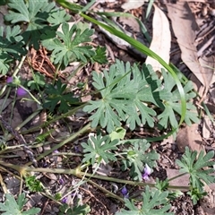 Geranium (genus) at Flinders Ranges, SA - 25 Sep 2025 by AlisonMilton